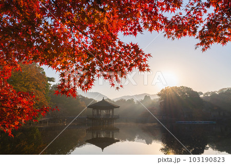 奈良県 奈良公園 浮御堂の紅葉 奈良県 奈良公園 浮御堂の紅葉 103190823