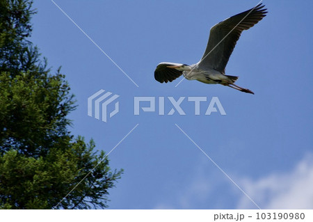 青鷺 heron / Japan 青鷺 heron / Japan 103190980