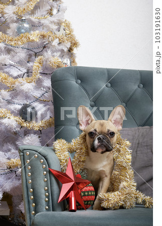 Funny dog bulldog sits in a chair among a lot of Christmas toys and looks into the camera leaning on a big red star. 103191630