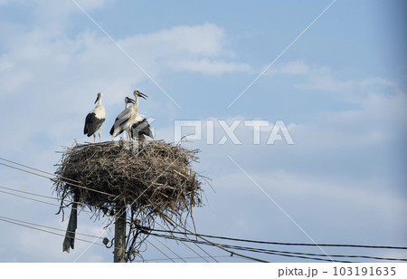 A family of three storks stand side by side in a large nest woven on a wooden electric pole. 103191635
