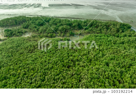 Green mangrove forest capture carbon dioxide. Net zero emissions. Mangroves capture CO2 from atmosphere. Blue carbon ecosystems. Aerial view mangrove trees and mudflat coastal. Natural carbon sinks. 103192214