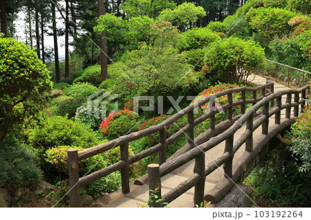 七国山薬王寺つつじ 七国山薬王寺つつじ 103192264