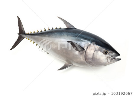 image of northern bluefin tuna on white background. Underwater Animals. Foods. illustration, generative AI. image of northern bluefin tuna on white background. Underwater Animals. Foods. illustration, generative AI. 103192667
