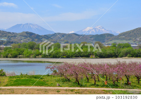 千曲川より黒姫山　妙高山　リンゴ園 103192830
