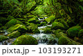 苔むす屋久島　世界遺産屋久島の風景 103193271