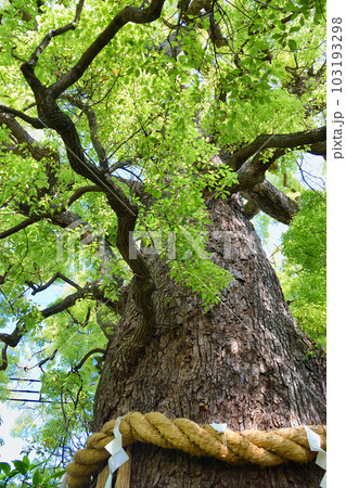新熊野神社 影向の大樟 (京都市東山区) 新熊野神社 影向の大樟 (京都市東山区) 103193298