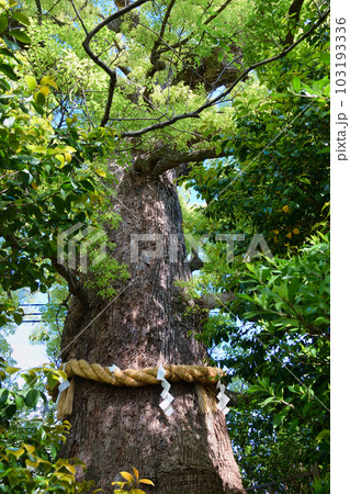 新熊野神社 影向の大樟 (京都市東山区) 新熊野神社 影向の大樟 (京都市東山区) 103193336