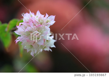 南国らしさあふれる花 103193667