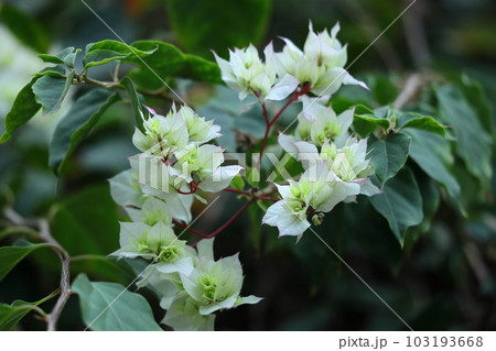 南国らしさあふれる花 南国らしさあふれる花 103193668