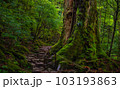 世界遺産屋久島 苔むす森の屋久杉（七本杉） 103193863