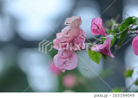 南国らしさあふれる花 南国らしさあふれる花 103194049