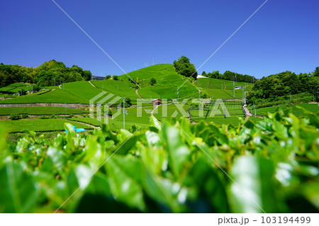 京都府景観資産・和束石寺の新茶の季節 京都府景観資産・和束石寺の新茶の季節 103194499
