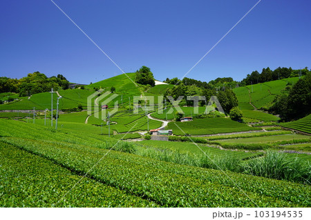 京都府景観資産・和束石寺の新茶の季節 京都府景観資産・和束石寺の新茶の季節 103194535