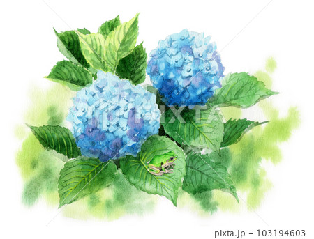 アナログ水彩ブルーの紫陽花の葉に乗ったアマガエル 103194603