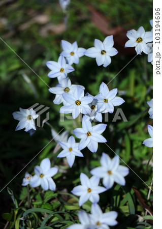 星形をした花 103194696