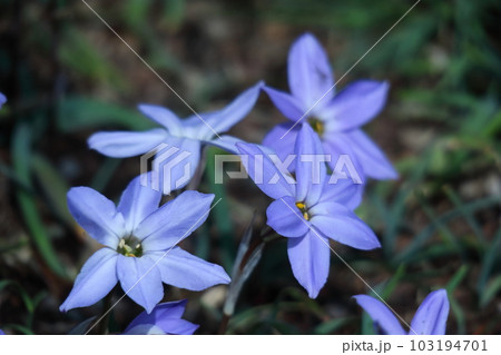 星形をした花 103194701