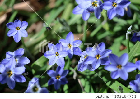 星形をした花 星形をした花 103194751