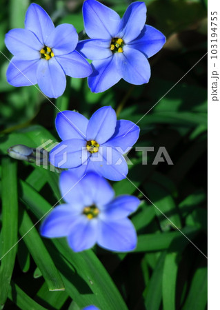 星形をした花 星形をした花 103194755