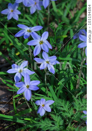 星形をした花 星形をした花 103194864
