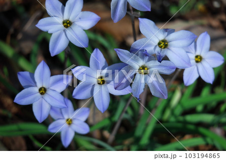 星形をした花 星形をした花 103194865