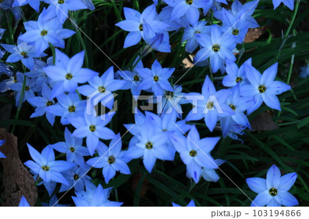 星形をした花 星形をした花 103194866