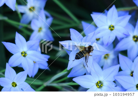 星形をした花 星形をした花 103194957