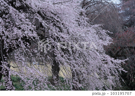 春爛漫満開 春爛漫満開 103195707
