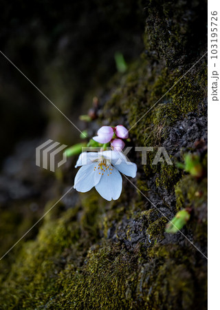 春に咲き始めた桜の花びらとピンク色の蕾が可愛い 103195726