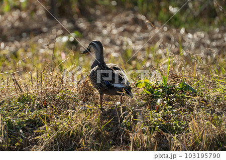 陸を散歩する鴨の姿 103195790