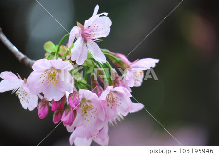 春爛漫満開 103195946