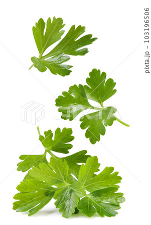 Parsley leaves fall on a pile on a white background. isolated 103196506