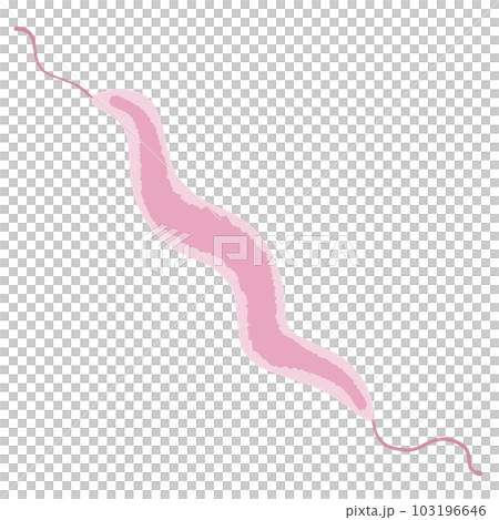 カンピロバクターのイラスト カンピロバクターのイラスト 103196646