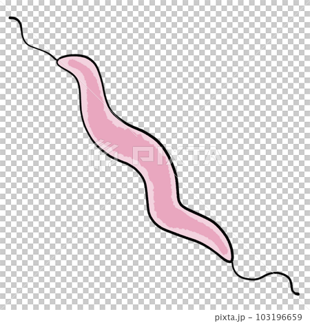 彎曲桿菌的插圖 彎曲桿菌的插圖 103196659