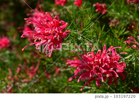 グレヴィレア・アルピナ（ヤマモガシ科）シノブノキ属 103197220