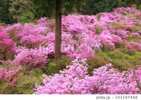 八王子市今熊神社　つつじ 103197488