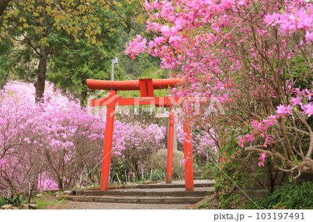 八王子市今熊神社 つつじ 八王子市今熊神社 つつじ 103197491