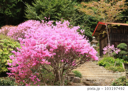 八王子市今熊神社 つつじ 八王子市今熊神社 つつじ 103197492