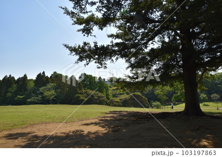 5月の根岸森林公園　神奈川 103197863
