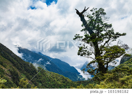 Fiordland National Park South Island New Zealand Fiordland National Park South Island New Zealand 103198182
