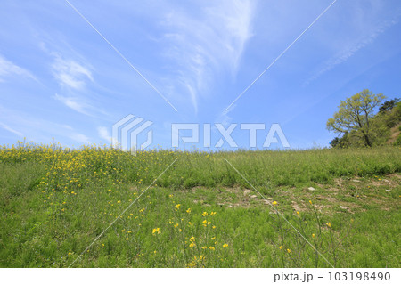 愛媛県四国中央市 翠波高原の風景 愛媛県四国中央市 翠波高原の風景 103198490