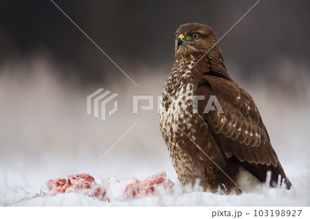 Common buzzard sitting on snow next to killed animal Common buzzard sitting on snow next to killed animal 103198927