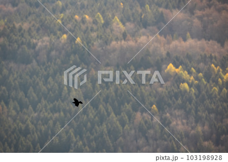 Common raven flying over the green mountains in autumn Common raven flying over the green mountains in autumn 103198928