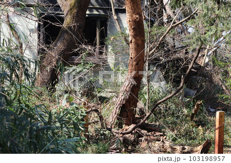 山麓の廃墟 山麓の廃墟 103198957