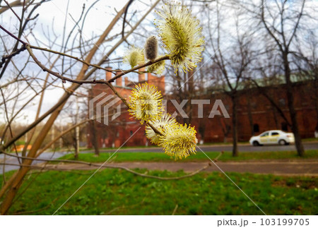 Amazing flowering pussy willow branches close up. Blooming willow and blue sky on background. Easter time 103199705