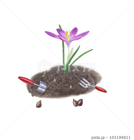 Planting flowers in the ground and caring for them. Crocuses, bulbs, soil, hand trowel, small fork. Isolated on white background. Watercolor illustration for the design of booklet, flyer, label 103199811