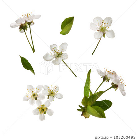 Spring set of small green leaves and flowers of cherry isolated Spring set of small green leaves and flowers of cherry isolated 103200495
