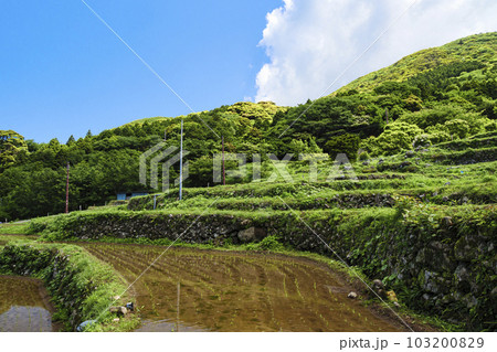 伊豆半島の観光名所の石部の棚田 伊豆半島の観光名所の石部の棚田 103200829