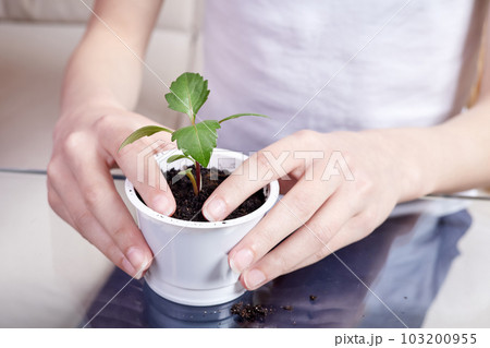 Small girl transplanting plant seedlings into new pot at home 103200955