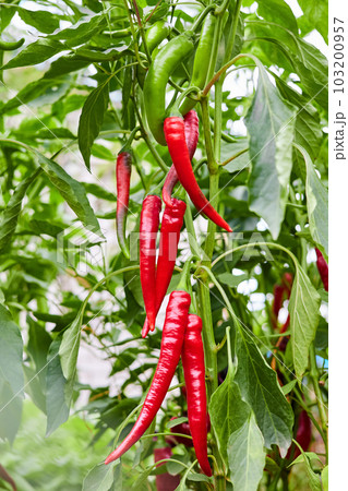 Red hot chilli peppers grows on a bush in the vegetable garden 103200957