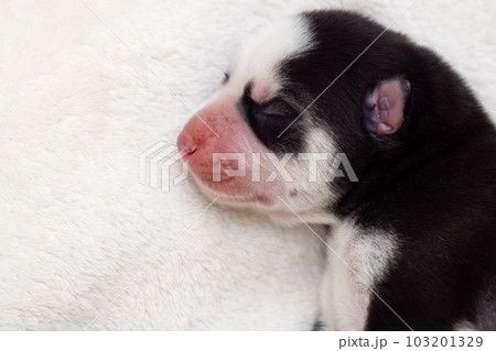 Siberian Husky puppy sleeps on a white blanket on the bed 103201329